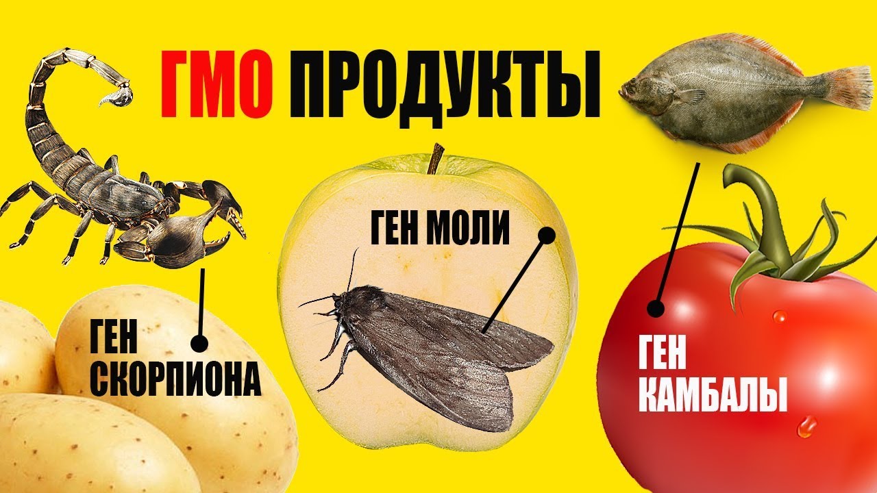 Как быстро отличить ГМО от натуральных продуктов?