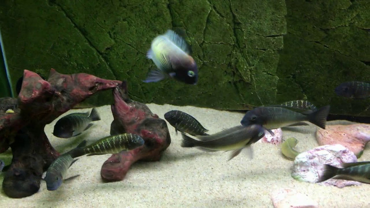 Tropheus moorii Nkonde 