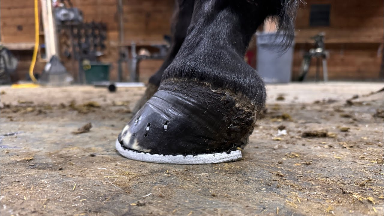 FOUNDERED HOOF with BROKEN COFFIN Bone get ALUMINUM Bar Horseshoe