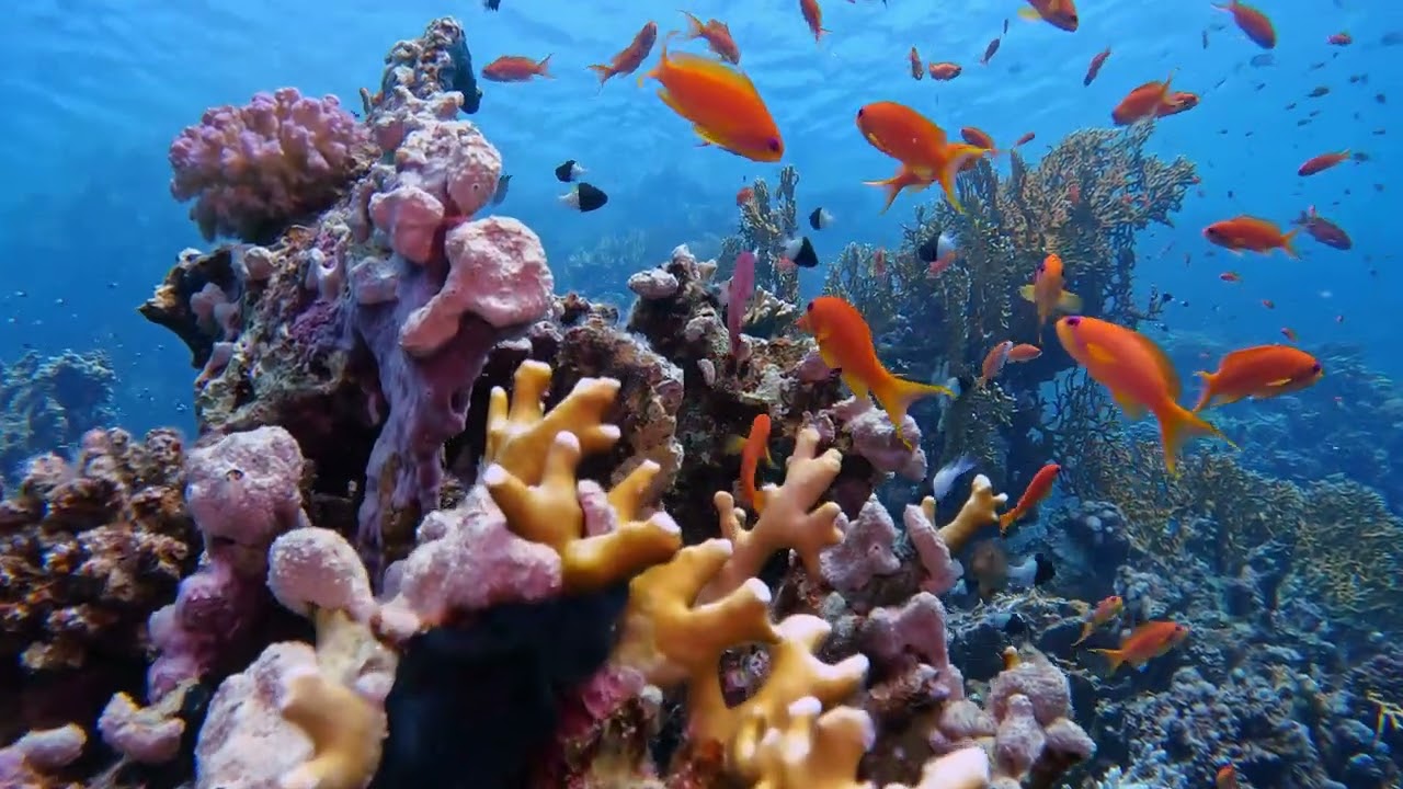 Red Sea Diving Safari, 6th Day, Marsa Shagra House Reef  28-9-23