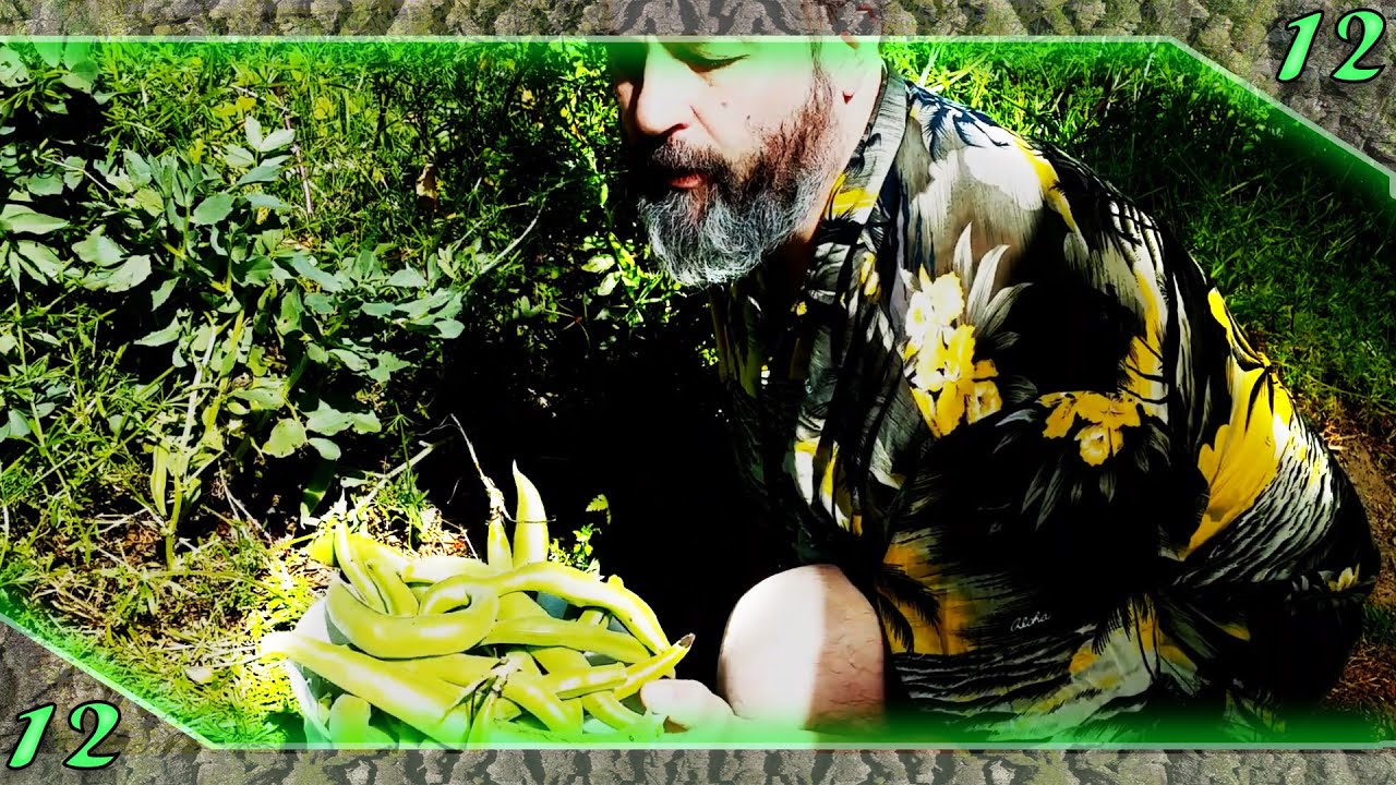 🦋 #12 SEMER ses fèves sur sol CV ( Couvert et Vivant ) dans un POTAGER en permaculture.