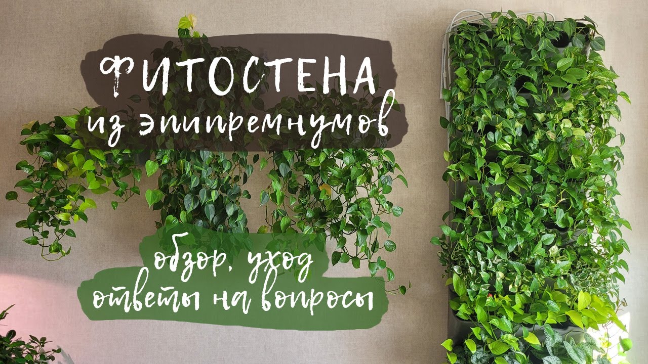 Фитостена из эпипремнумов  | Обзор, уход, ответы на вопросы