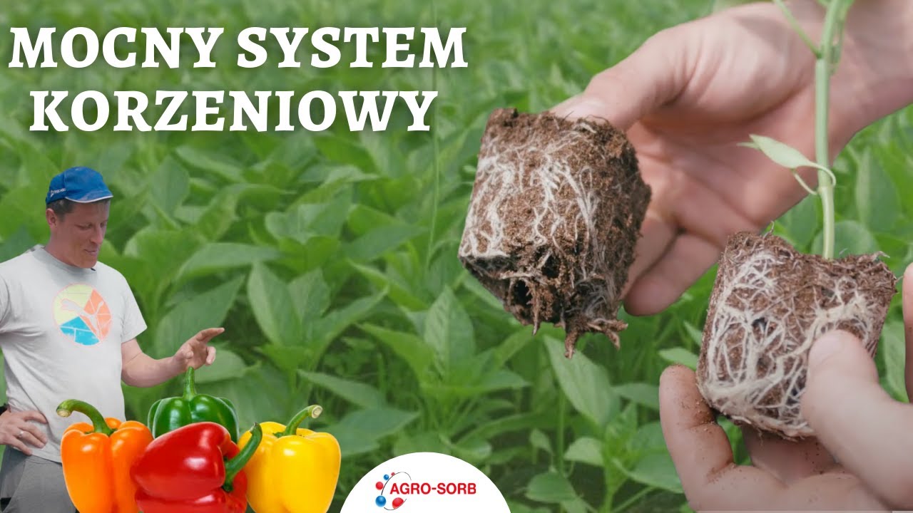 Mocny system korzeniowy w papryce | Jak stosować Agro-Sorb Radiculum i L-Amino+ Ca | Papryka rozsada