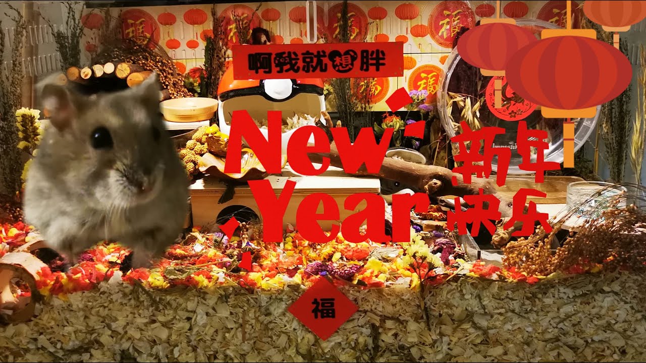 [Hamsterscaping] Setting Up Chinese New Year Themed Dwarf Hamster Cage | 農曆新年侏儒倉鼠籠造景