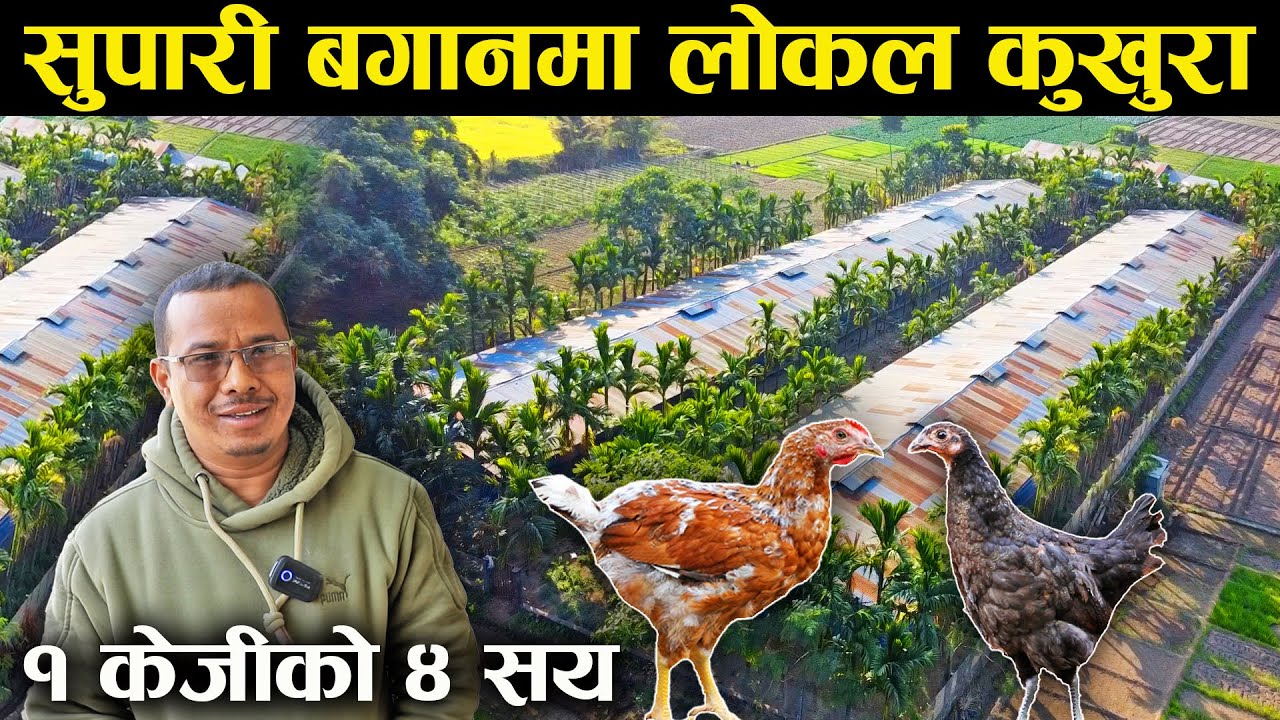 सुपारी बगान भित्र लोकल कुखुरा,१ केजीको ४ सय,तराकारी खेती गर्न भारतीय कामदार