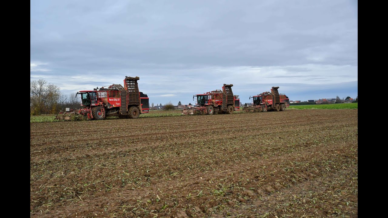 Bernard entreprise agricole a la récolte des chicorées avec 3 Holmer T4-30 T5-30 T5-40