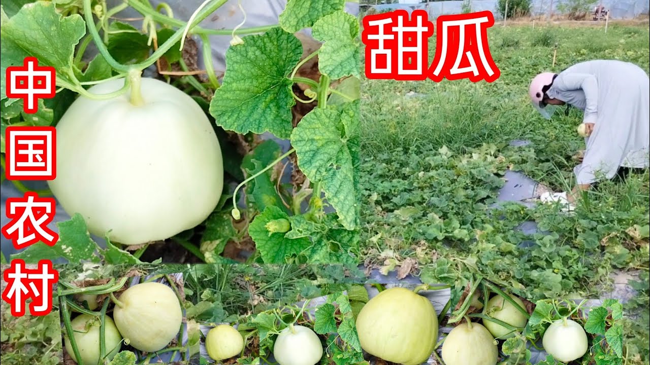  Dâu Việt đi xin chủ vườn người Trung Quốc xin cho Mót Dưa và cái kết 🇨🇳
