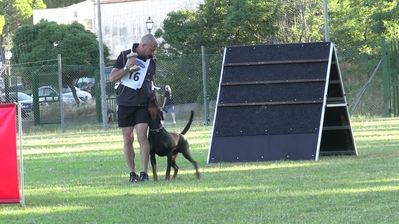 II SELEZIONE FCI ALESSANDRO MOCCIA FASE B 94 - Sports Dogs - Il Meraviglioso mondo dell'IGP.