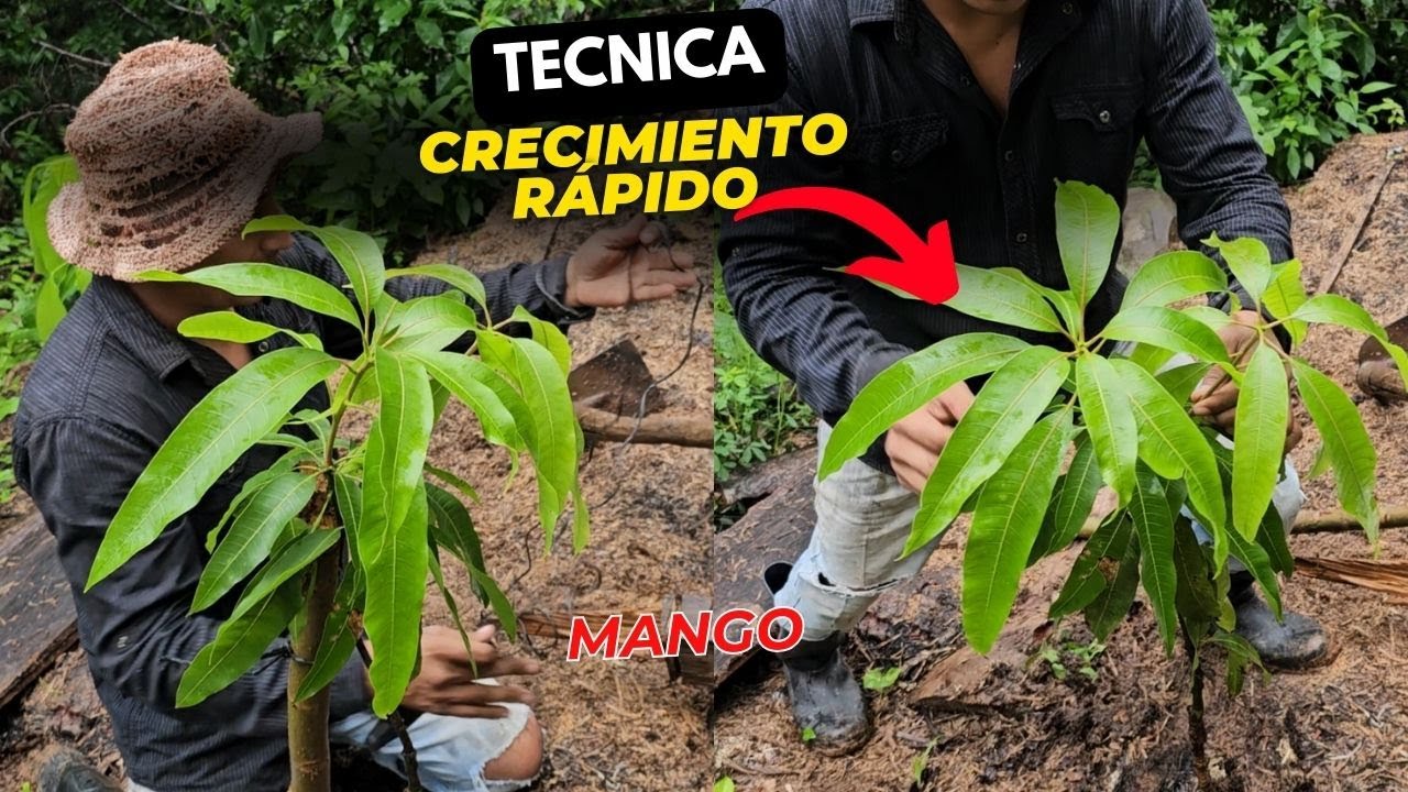 La mejor técnica para hacer crecer una planta de mango muy Rápido