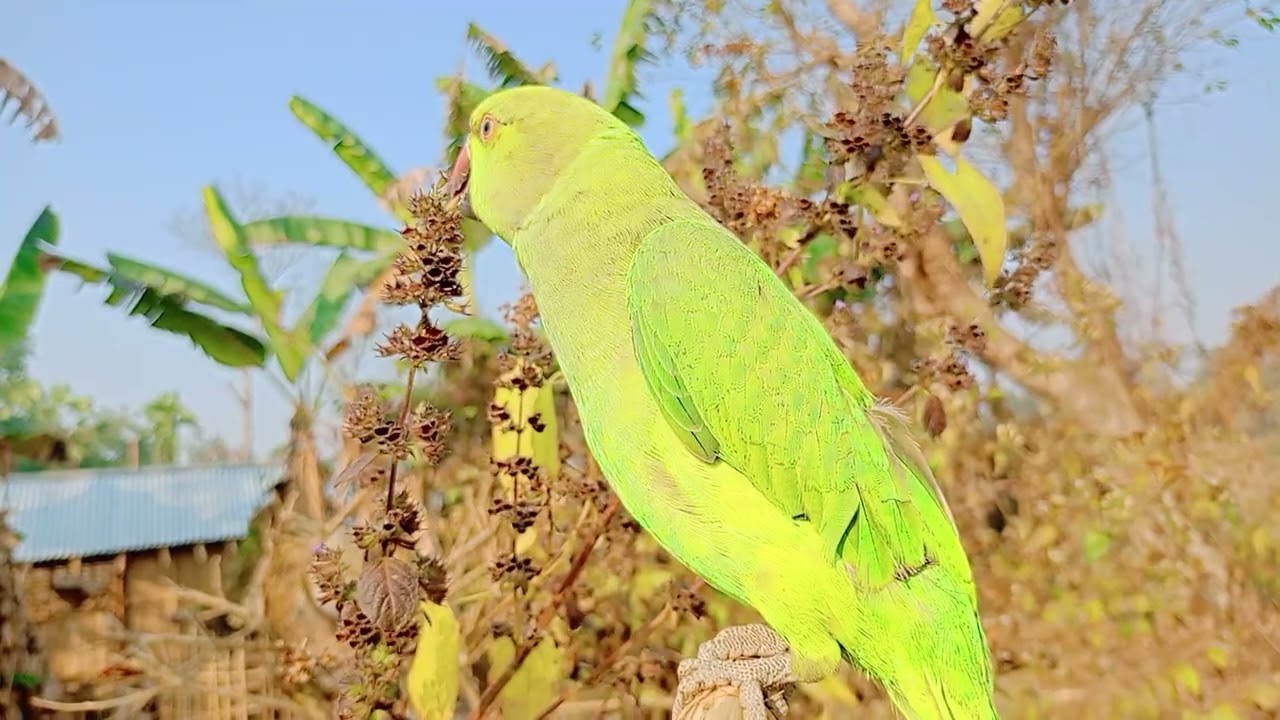 Mitu taking mitu Indian parrot 🐦 ll video