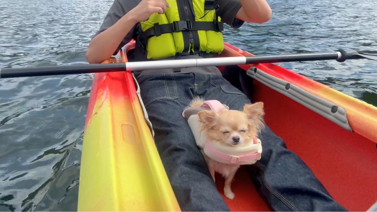 愛犬との初めての宿泊旅行で心から癒された日🌾 in山梨