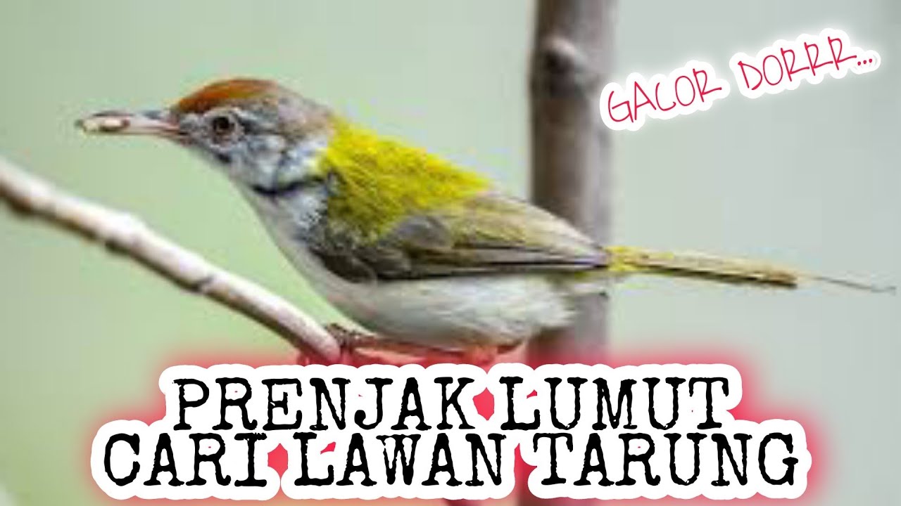 Prenjak lumut CARI LAWAN TARUNG, Prenjak apapun langsung NARUNG Gacor seketika_ 