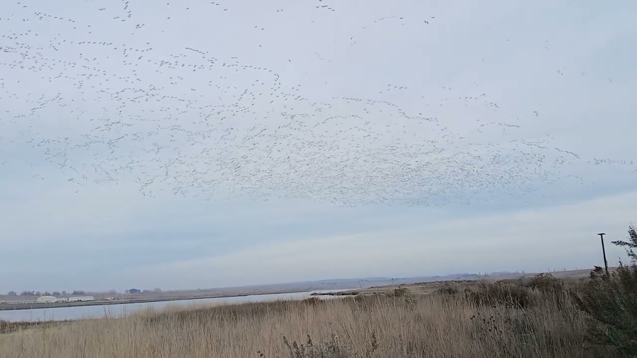 day after goose season....