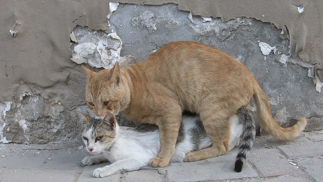 Homeless cats in Ras Al Khaimah, UAE 
