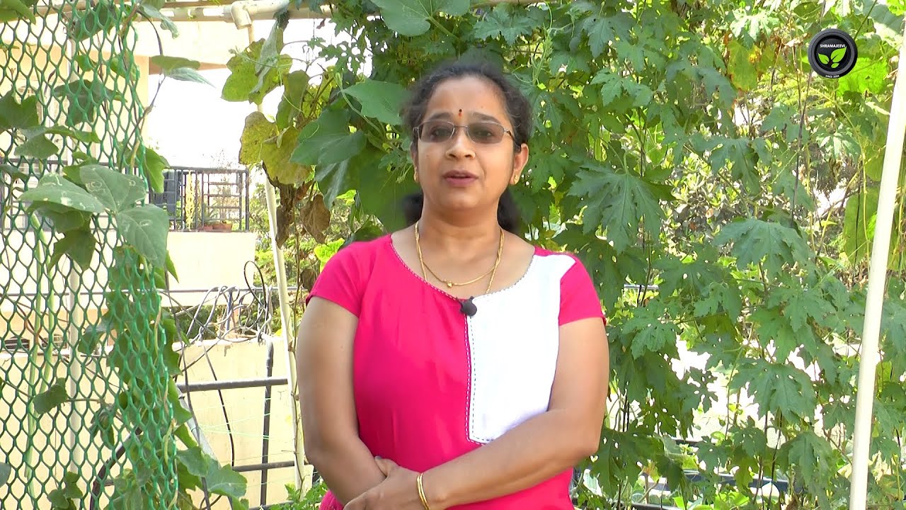 ತಾರಸಿಯಲ್ಲಿ ಮನೆಬಳಕೆಗೆ ಸಾವಯವ ತರಕಾರಿ | Terrese Garden