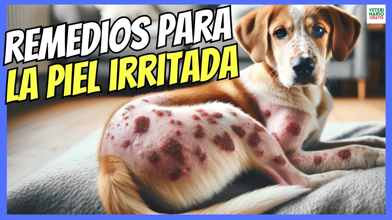 🔴 REMEDIOS CASEROS PARA LA PIEL IRRITADA DE LOS PERROS 🔴