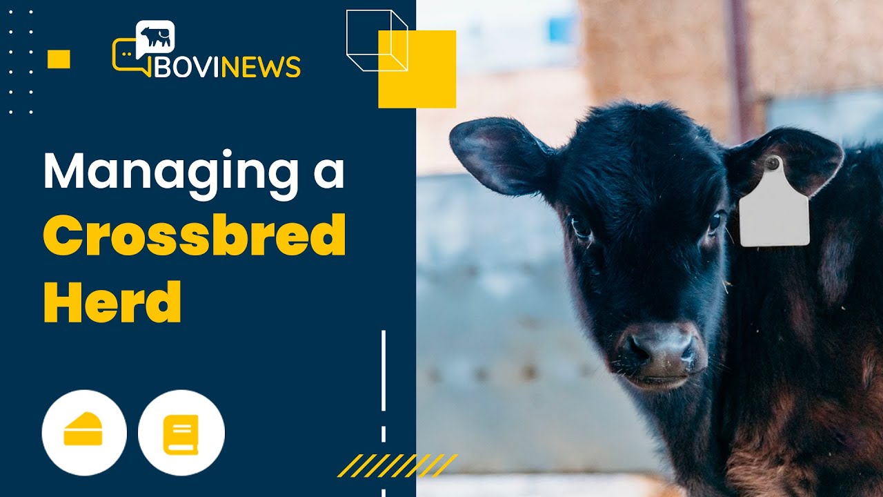 Webinar: Managing a Crossbred Herd