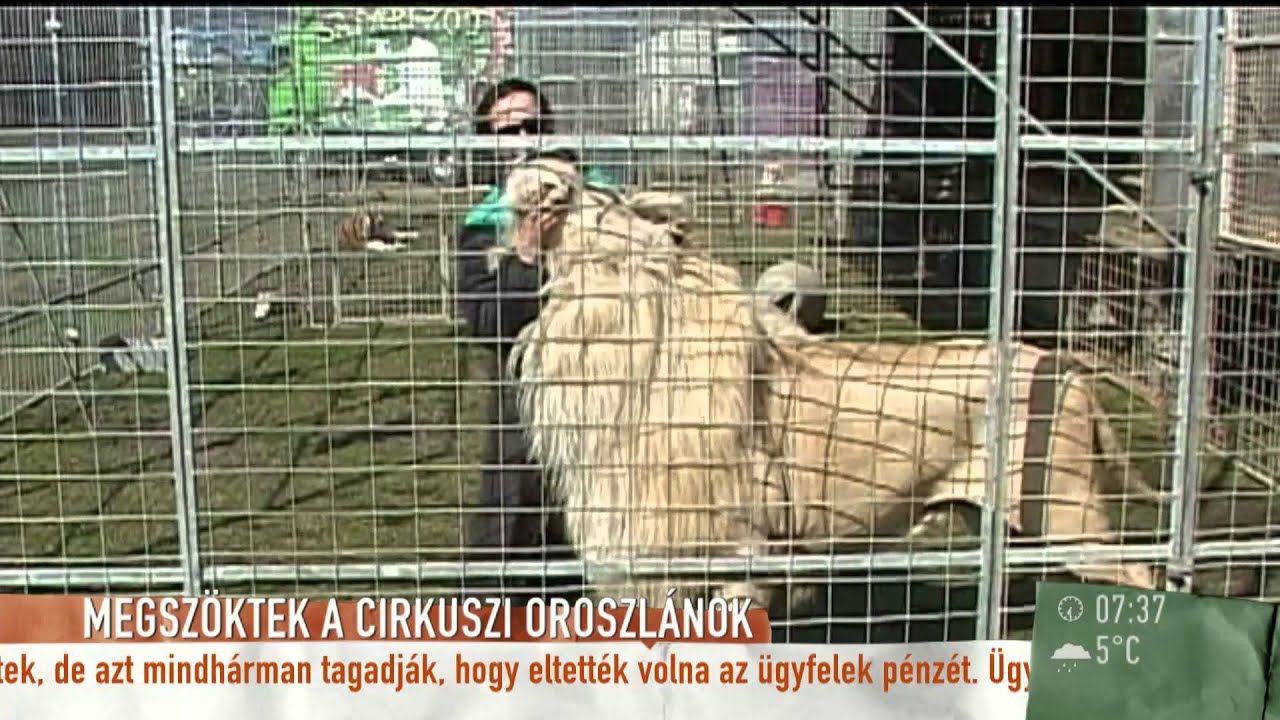 Zárt ketrecből szöktek meg az oroszlánok - 2015.03.12. - tv2.hu/mokka