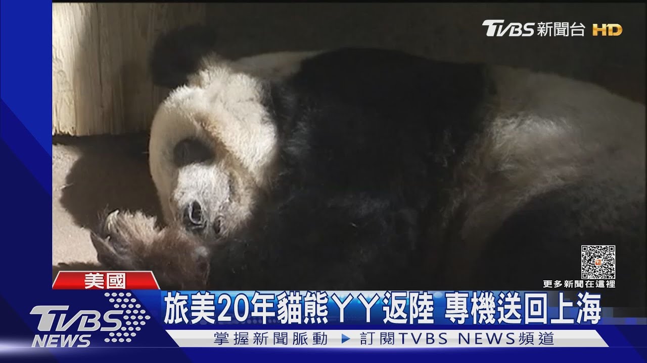 旅美20年貓熊ㄚㄚ返陸 專機送回上海｜TVBS新聞@TVBSNEWS01