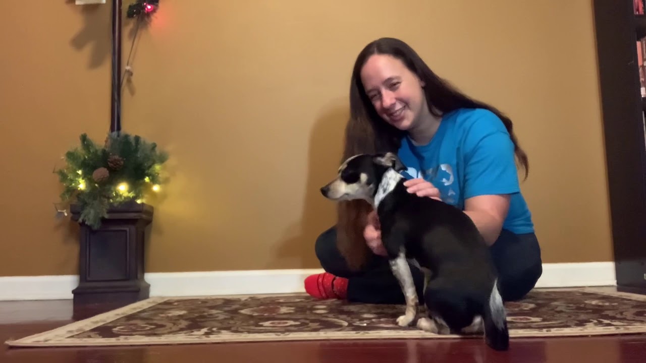 Dog Training Advent Calendar - 20 Days till Christmas!