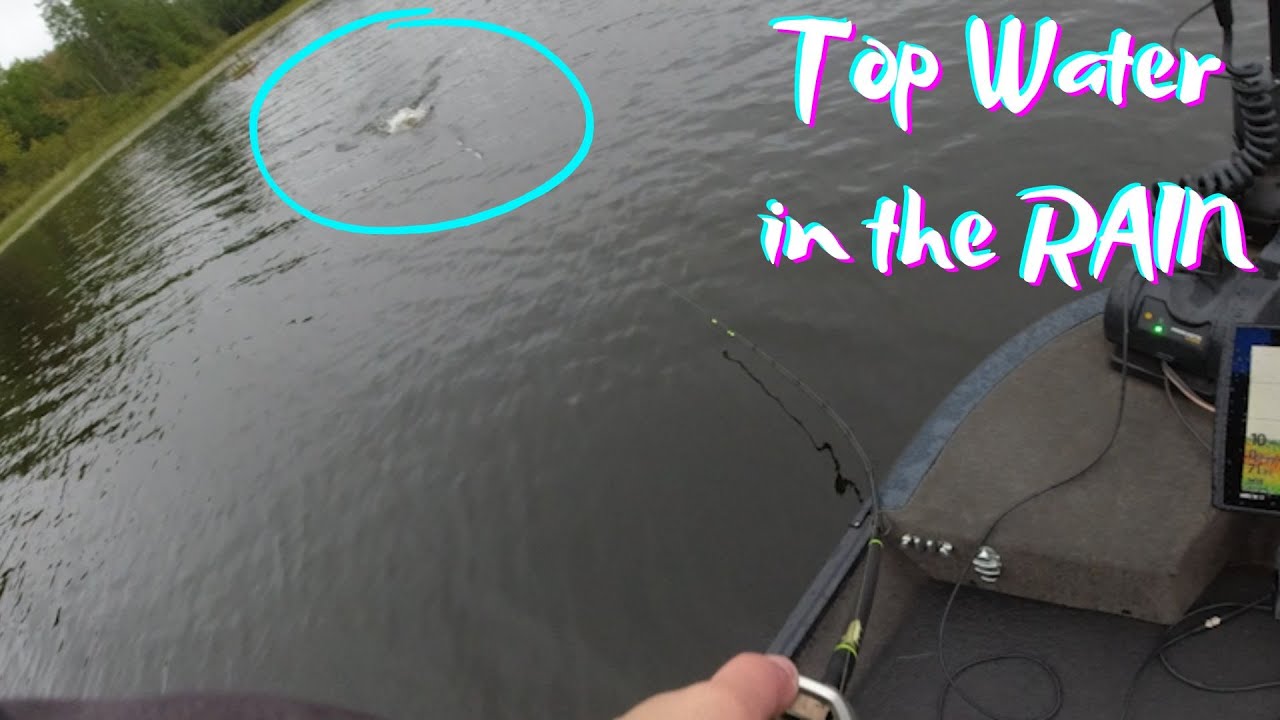 TOP WATER Musky in The Pouring Rain! (20 + air temperature drop)