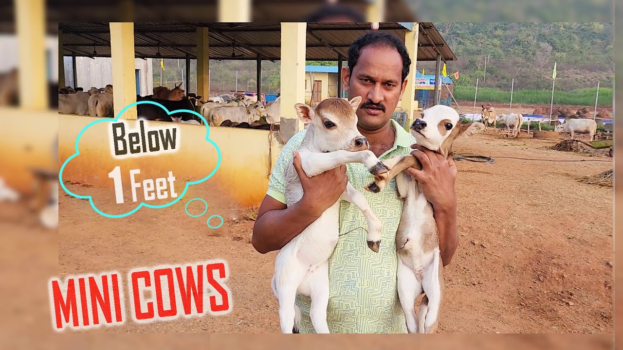 Micro Mini Punganuru Cow 😍 below 1 Feet , Very Short & Cute |  Nadipathy Goshala