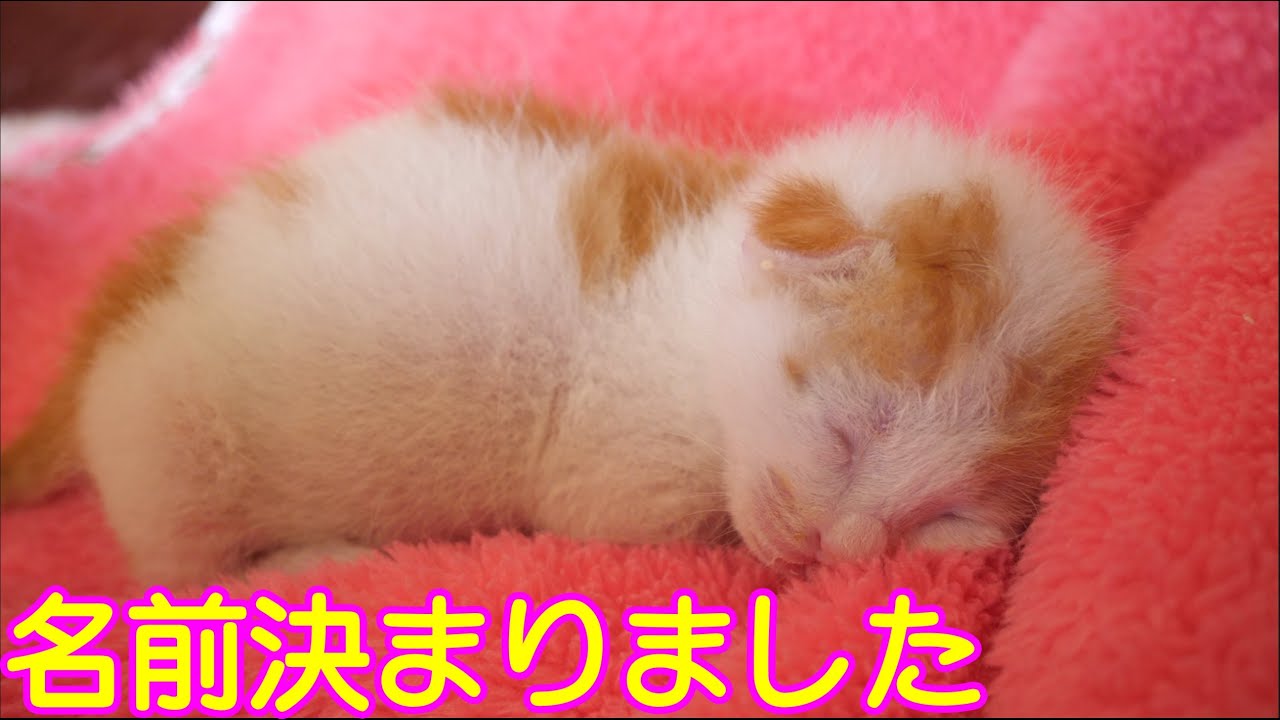 【子猫】３分後、電池切れになって寝てしまう子猫