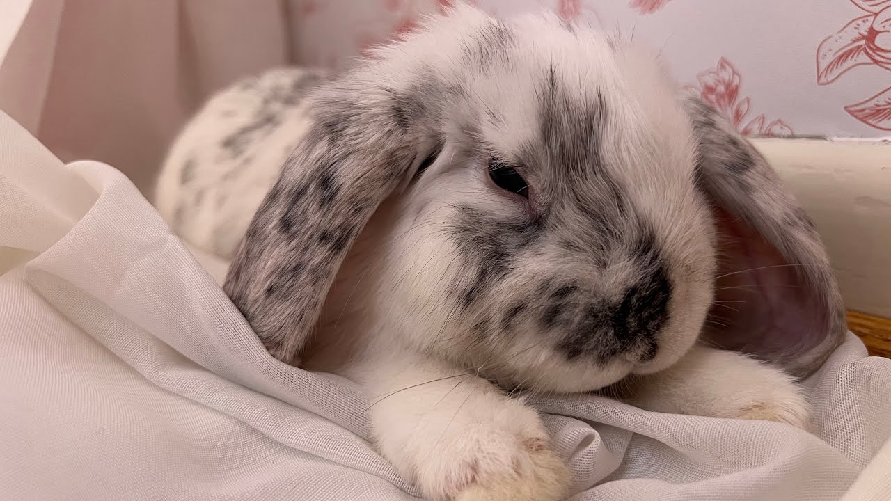Happy First Birthday Sir Taro Bingsoo Von Nimbus~ 🥰🐰