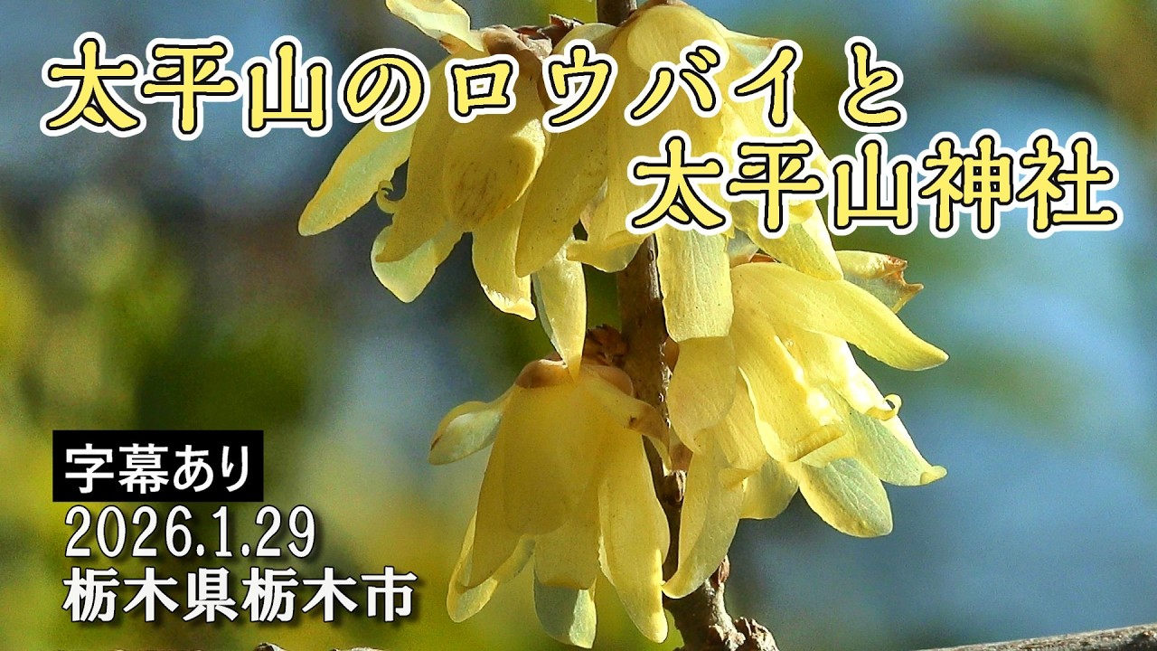 太平山のロウバイと太平山神社 ～厳寒期に明るく咲く蝋梅の花～ : 栃木県栃木市 : 4K