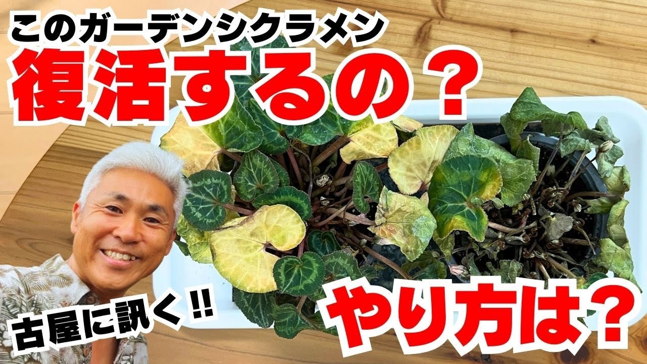 このガーデンシクラメンは復活する？しない？見極め方を伝授！