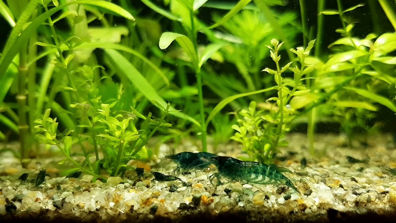 Dark blue shrimp