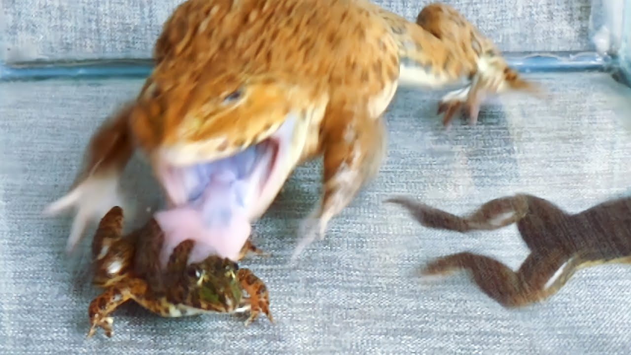 Asian Bullfrog vs 2 Black Frog! Asian Bullfrog Live Feeding