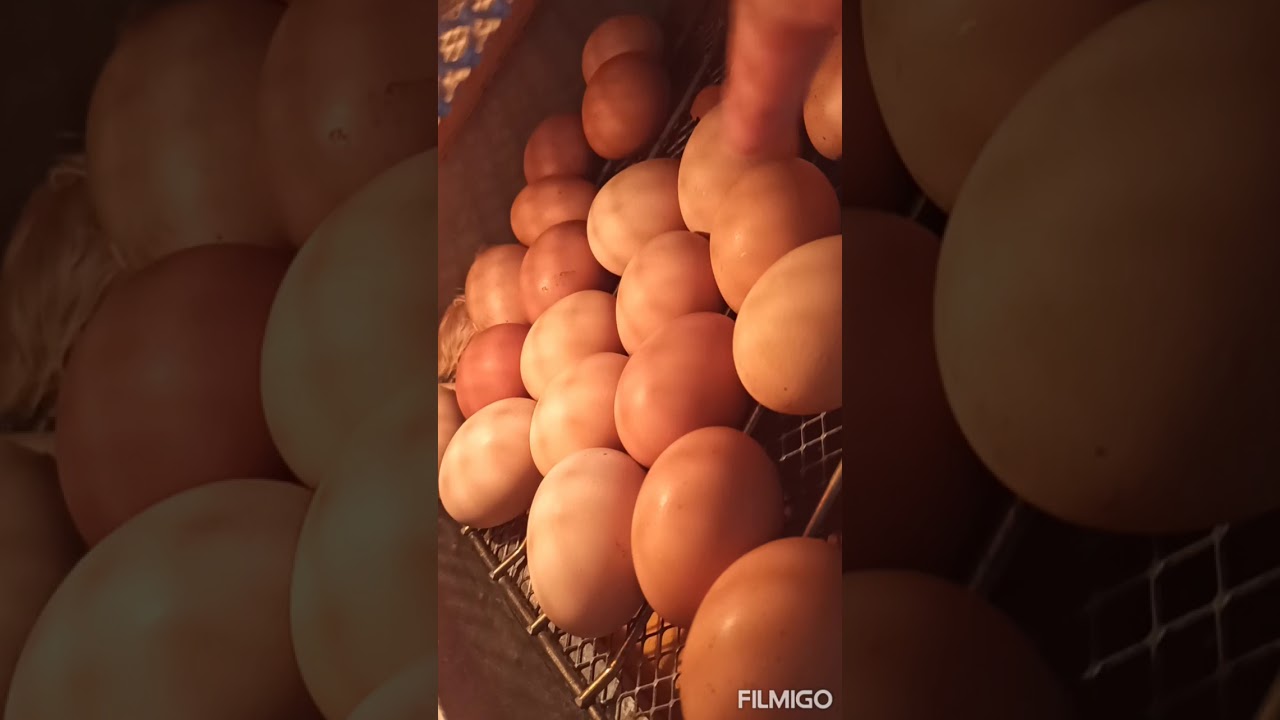 cómo saber si un huevo es macho o hembra parte 2