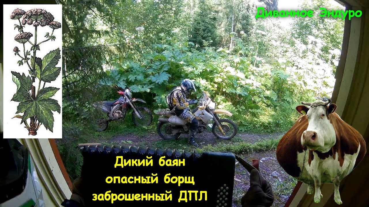 Эндуро, опасный борщ, ёлочковый лес, заброшенный ДПЛ