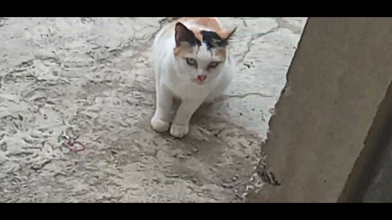 tiga kucing lagi akur biasanya berantem adem lihatnya.#kucinglucu