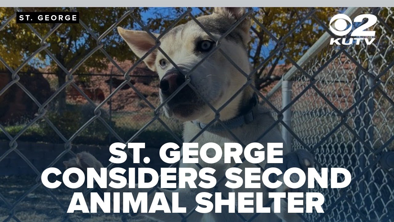 St. George considers second animal shelter to ease overcrowding