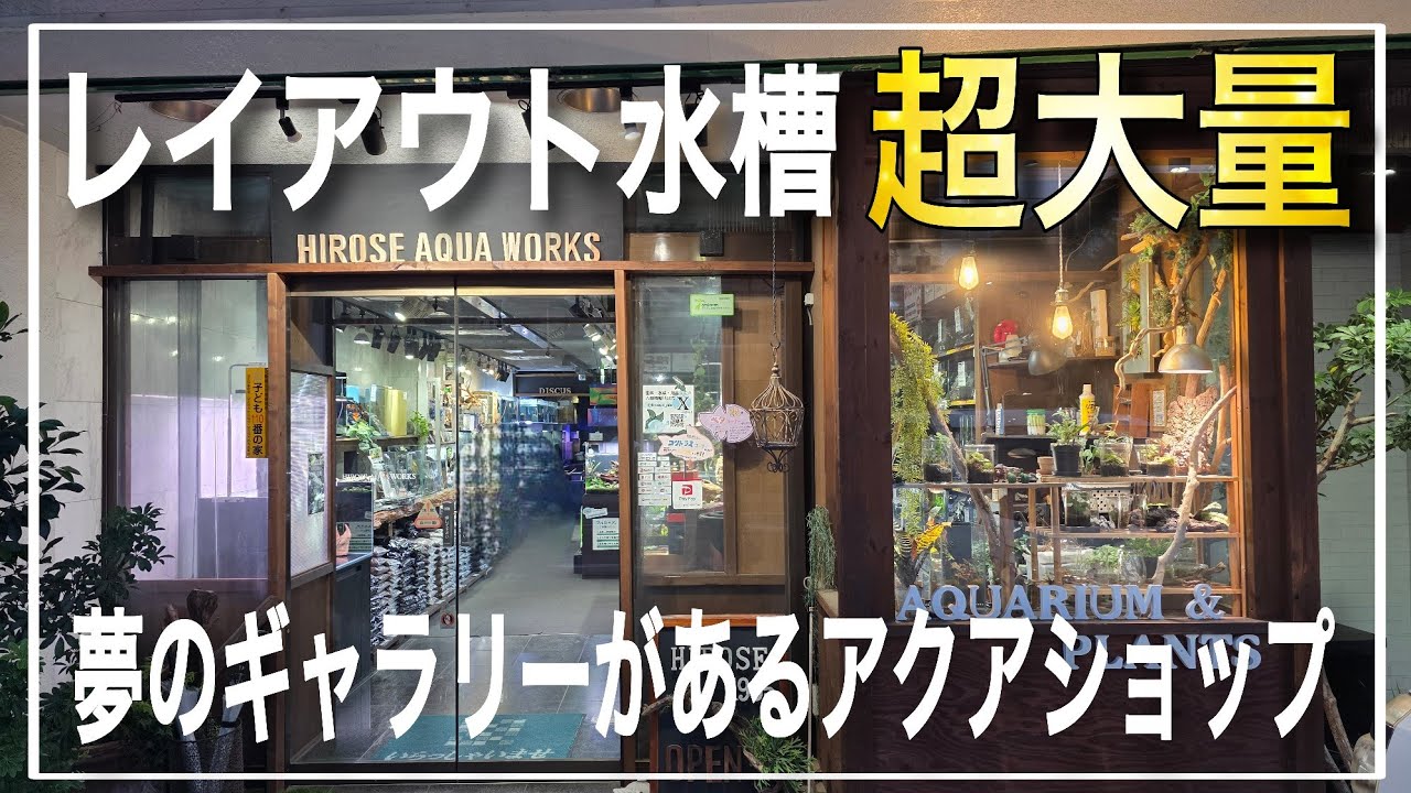 レイアウト水槽が超大量‼ビンテージものの流木もある奇跡のアクアショップ‼HIROSE AQUA WORKS　aquarium　アクアリウム　熱帯植物　熱帯魚　水草　流木　メダカ