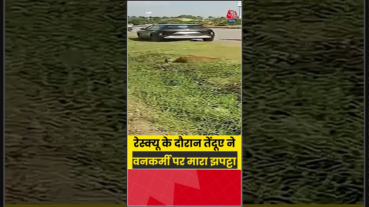 रेस्क्यू के दौरान तेंदूए ने वनकर्मी पर मारा झपट्टा #leopard #shorts #viralvideo #ytshorts #aajtak