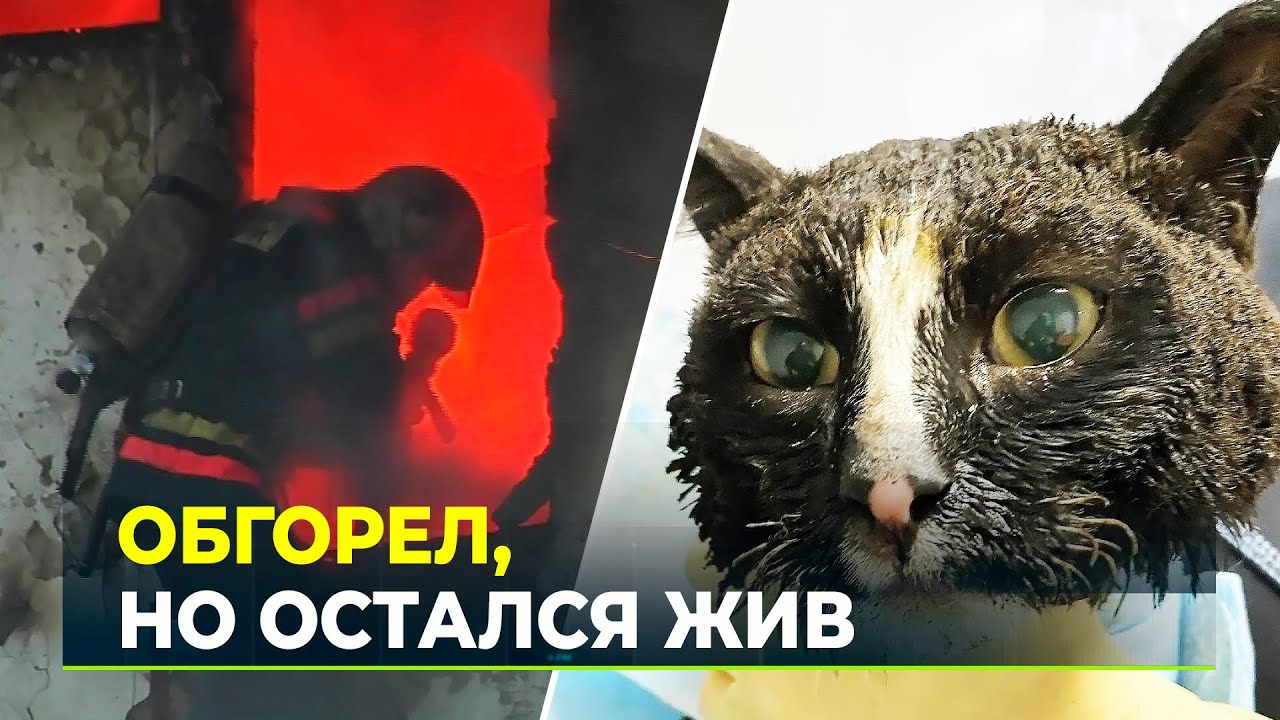 Хвостатый погорелец: ямальские пожарные вытащили кота из огня
