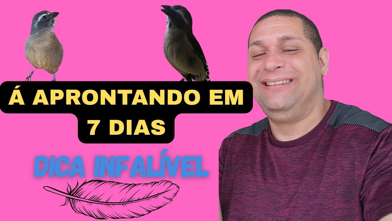 COMO APRONTAR O SEU TRINCA-FERRO EM 7 DIAS - TÉCNICA INFALÍVEL