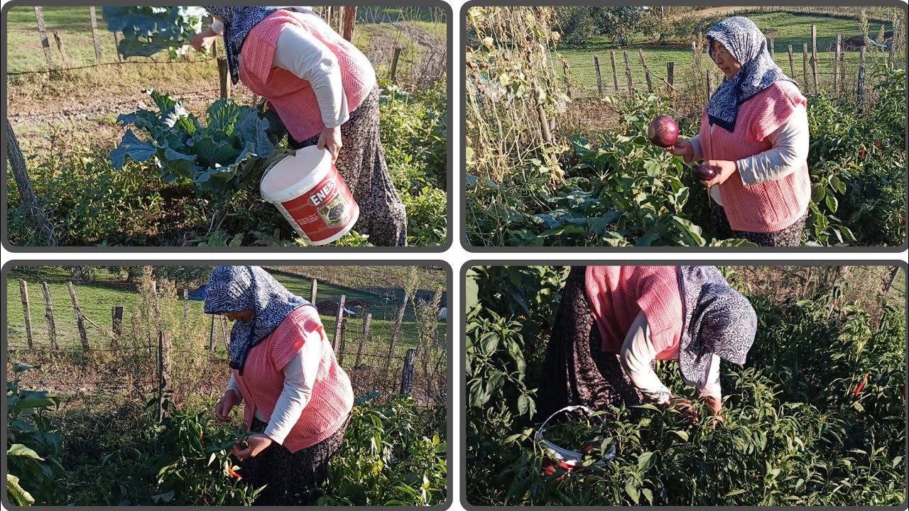 ☀️🍂🥕 Güneşli Sonbahar Günü! Karadeniz’de Kırsal Köyde Bahçeden Sebze Topladık