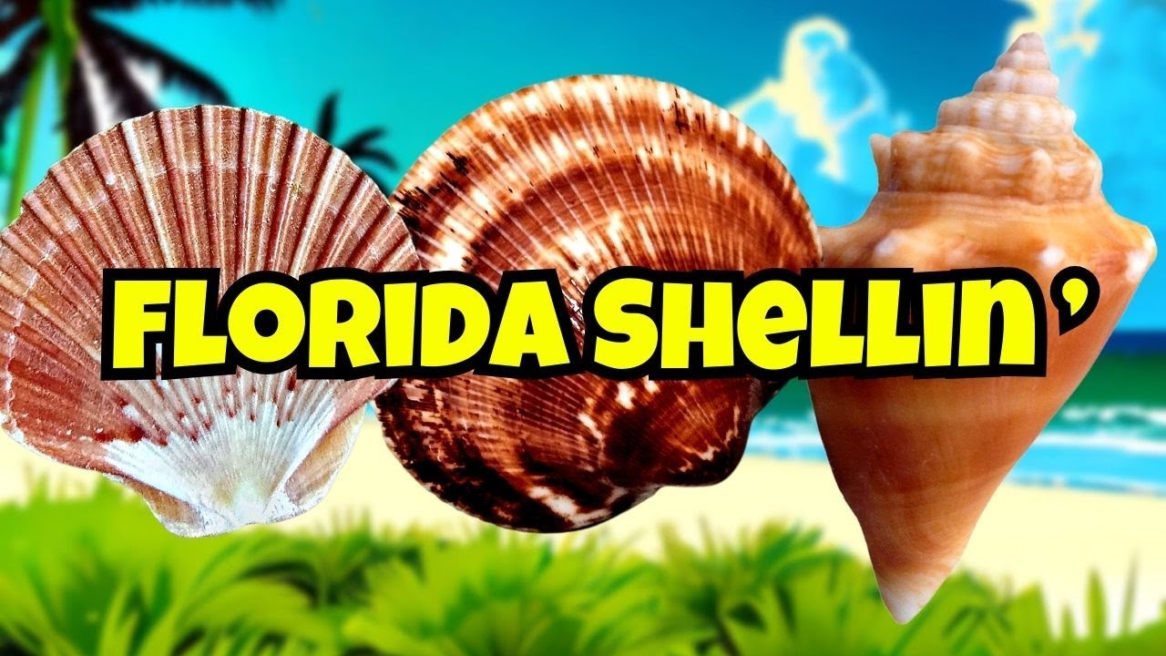 Looking for SHELLS on NAVARRE BEACH, Florida
