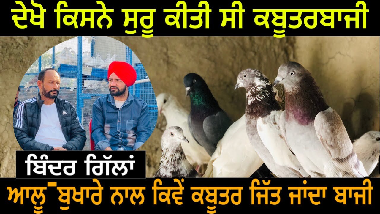 Ik Saunk Kabooter Bazi Da || Episode 40 || ਦੇਖੋ ਕਿਸਨੇ ਸੁਰੂ ਕੀਤੀ ਸੀ ਕਬੂਤਰਬਾਜੀ ||Fateh Production