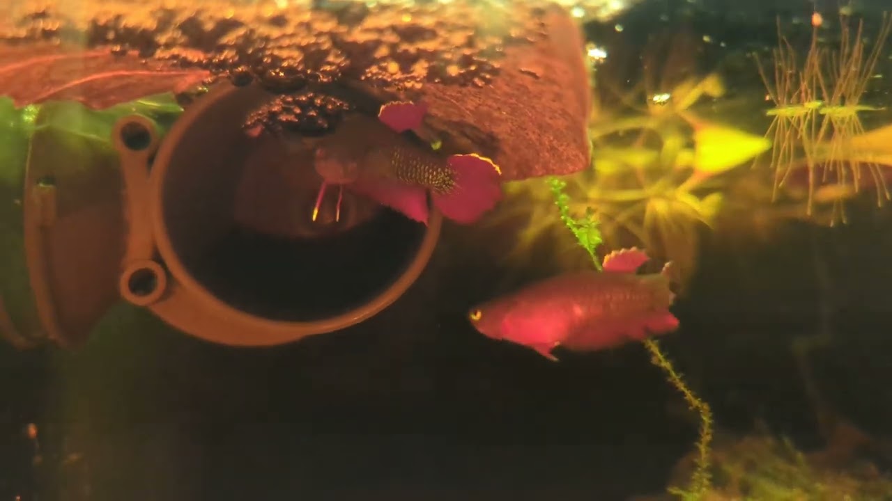 Betta sp jade breeding