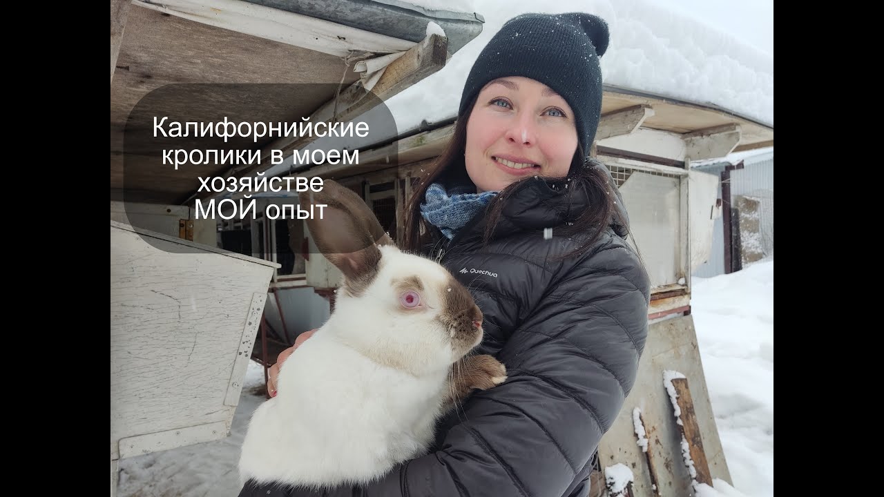 Калифорнийские кролики в моем хозяйстве / Обзор и характеристика / Опыт содержания.
