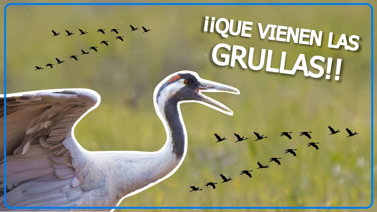 Que vienen las grullas
