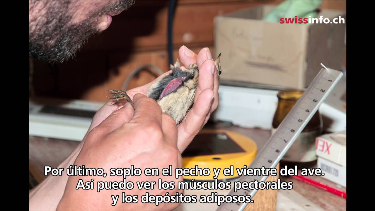 Estaci&oacute;n de anillamiento - A la pesca de aves