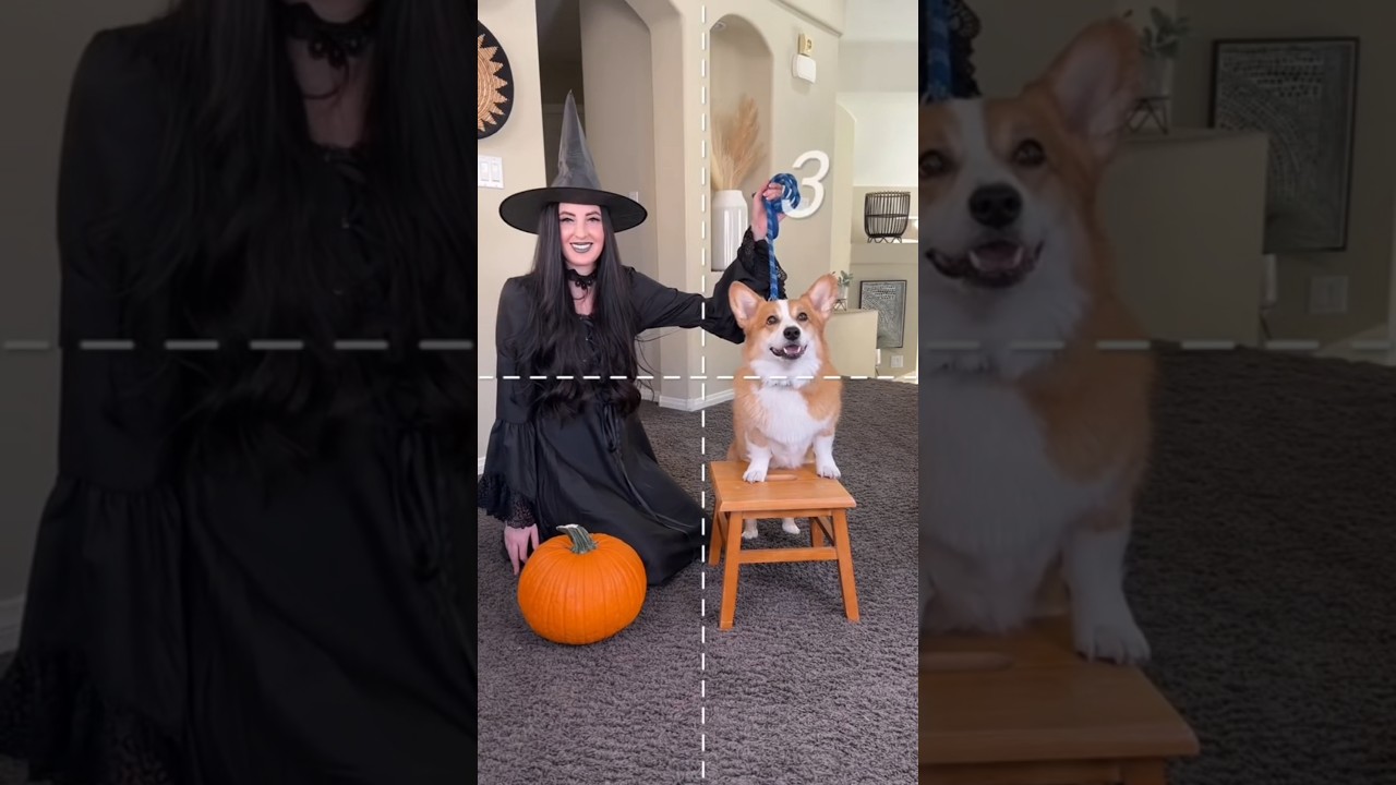 How to make corgi stew