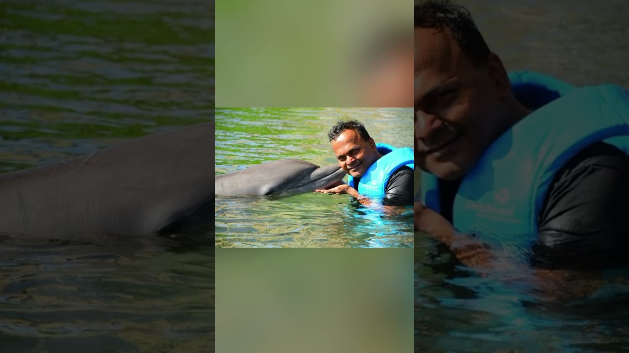 Swim with Dolphins