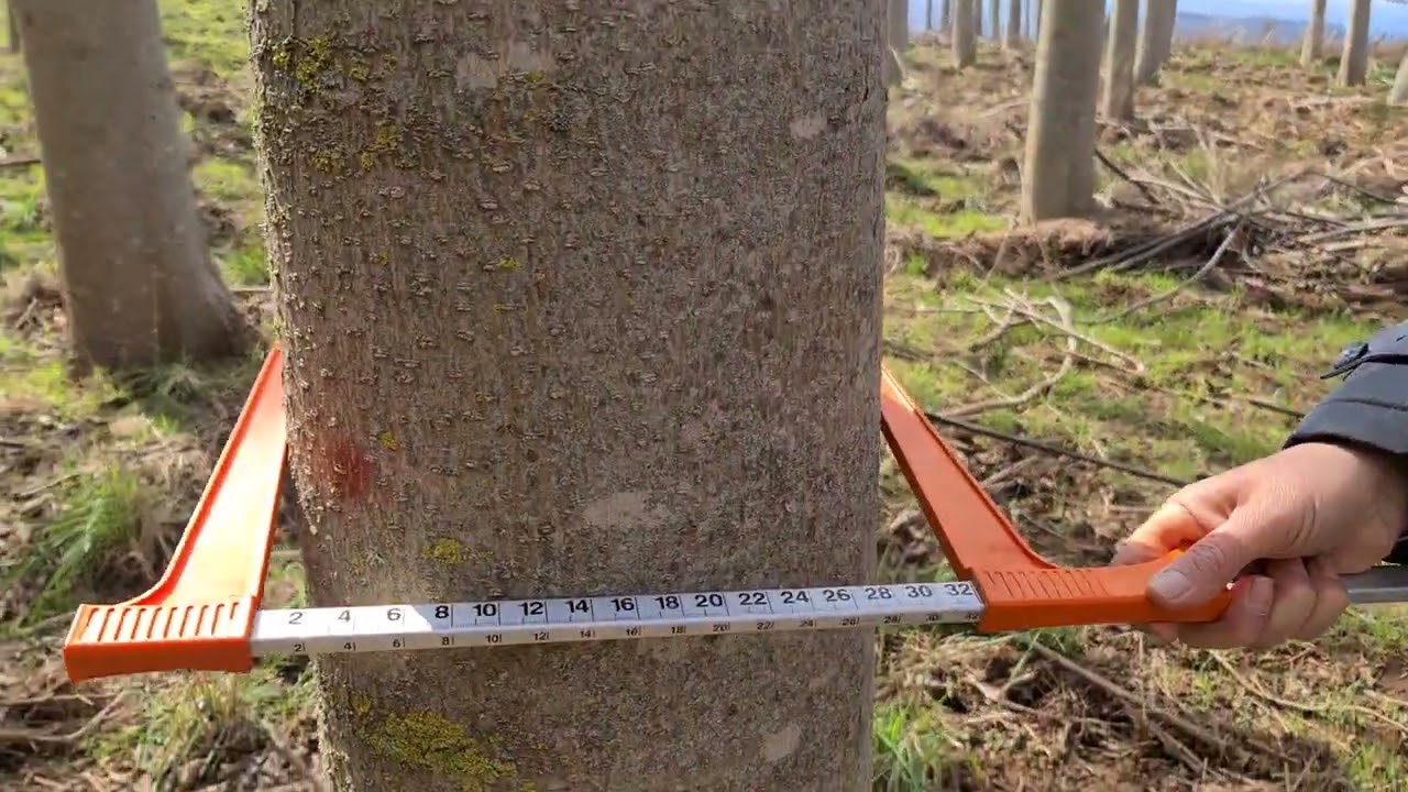 PAULOWNIA PRIMA DI TAGLIO AL MATURITA 2023